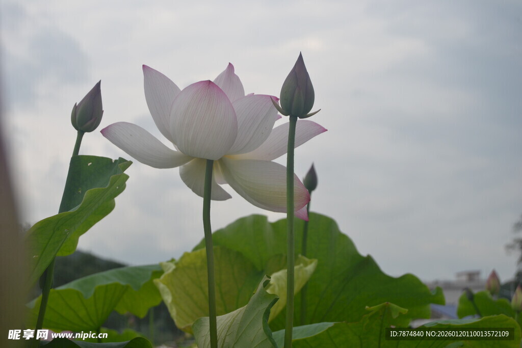 绽放的荷花与待放花苞