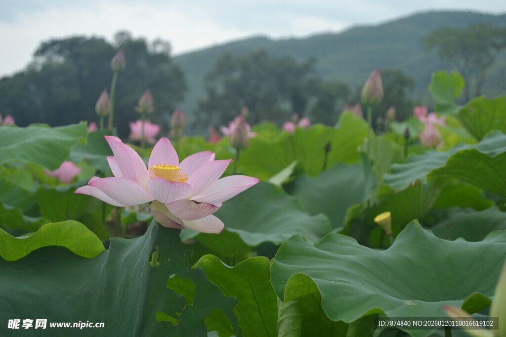 绽放的荷花与翠绿荷叶