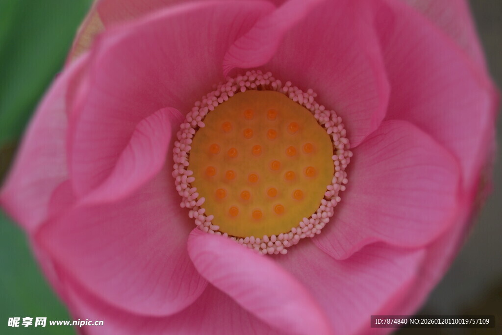 娇艳粉色莲花特写