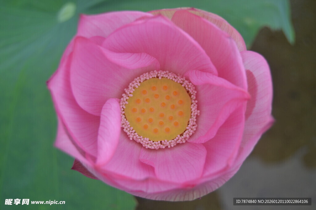 娇艳粉色荷花特写