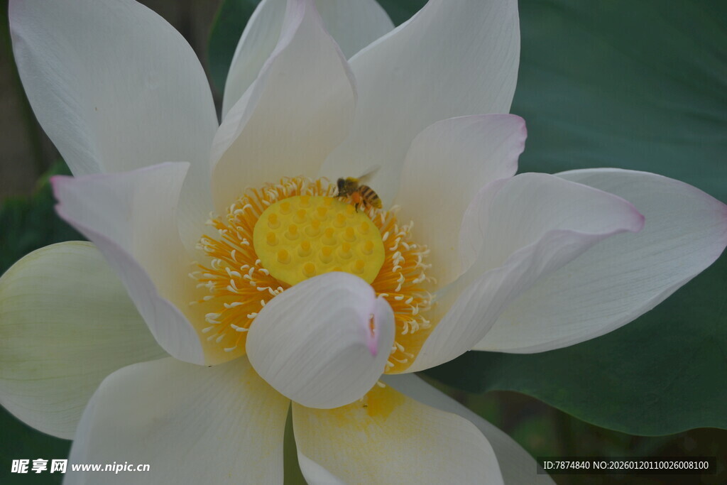 白荷绽放 花蕊间小昆虫