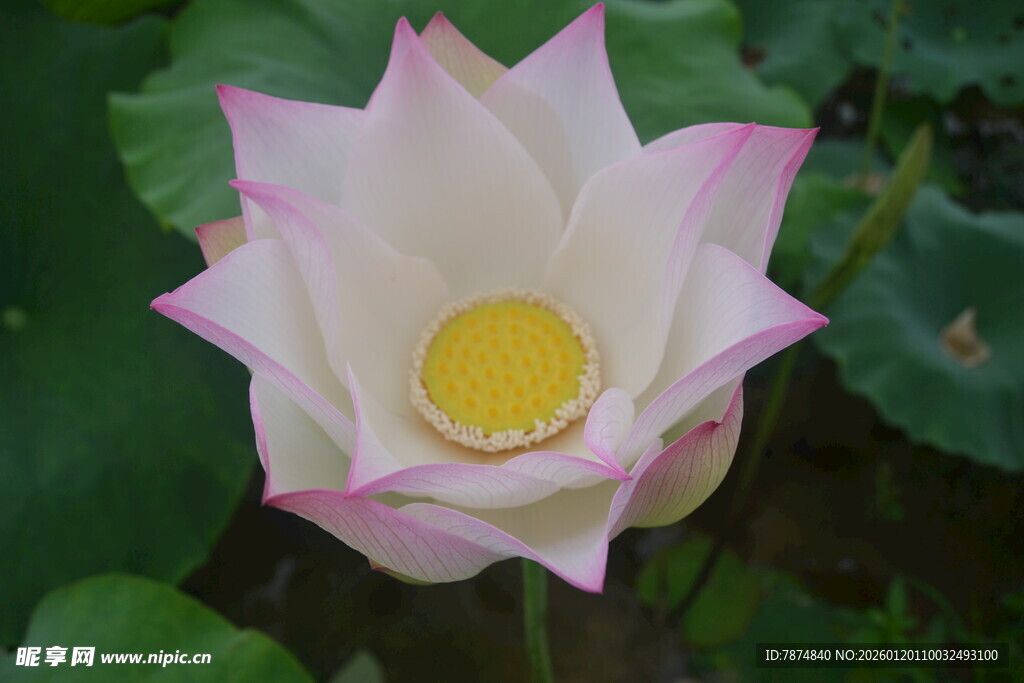 盛开的粉色荷花