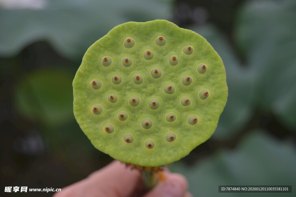 手持莲蓬特写