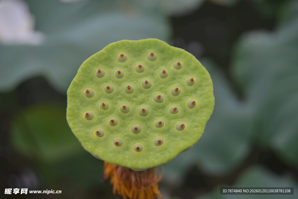 莲蓬特写