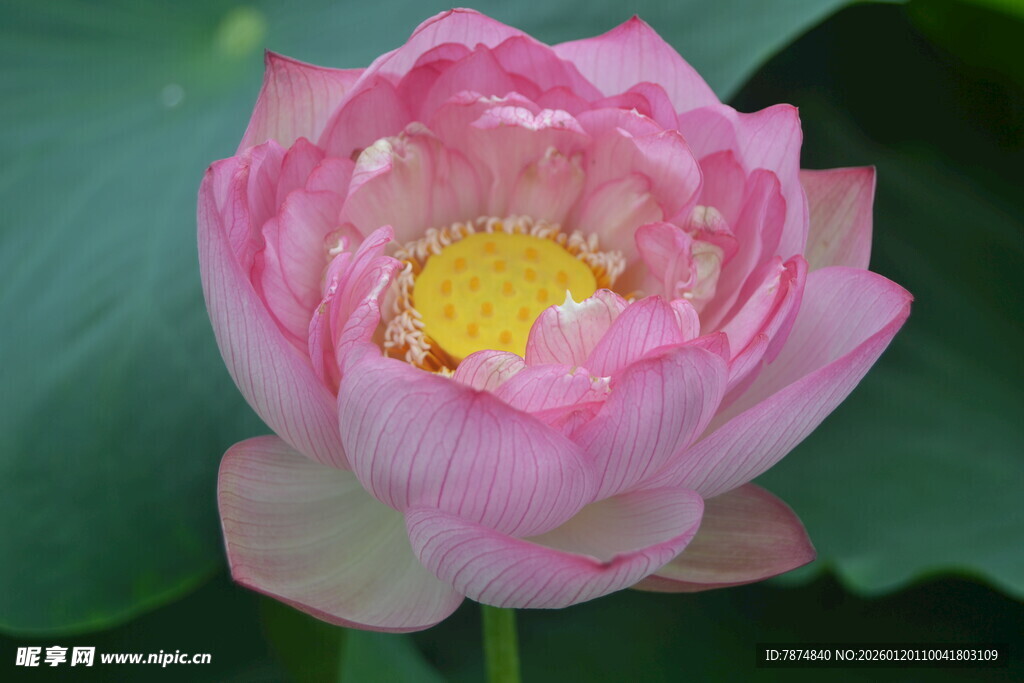 娇艳盛开的粉色荷花