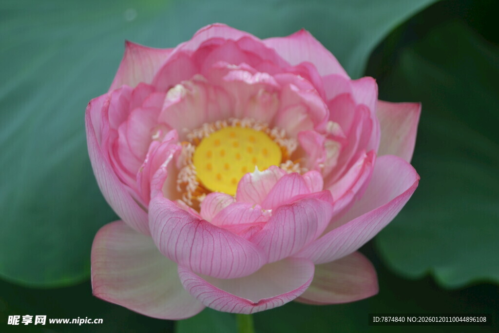 娇艳盛开的粉色荷花