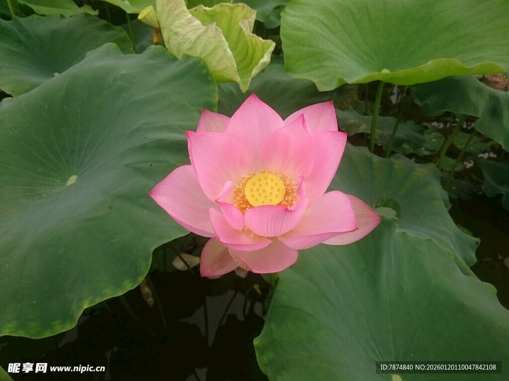 娇艳荷花绽放于绿叶间