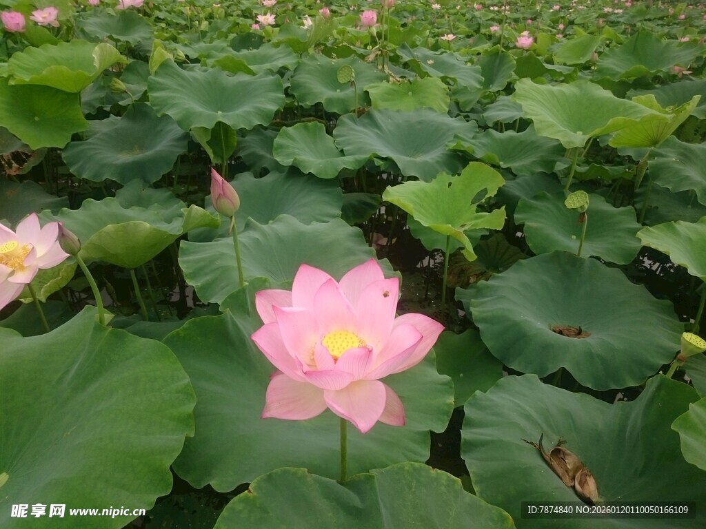 夏日盛开的娇艳荷花