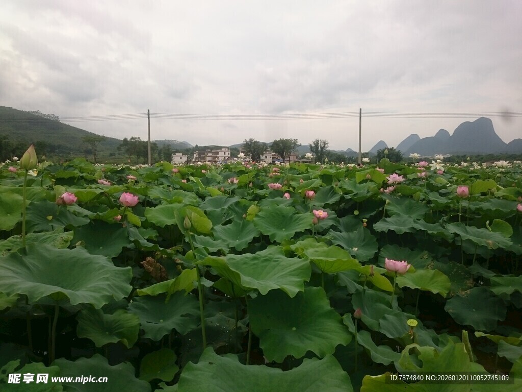 荷塘美景 远山云雾缭绕
