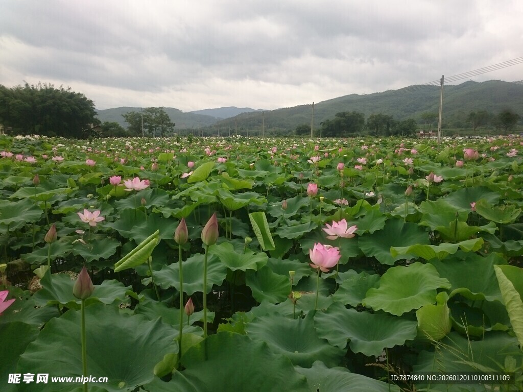 夏日荷塘荷花绽放美景