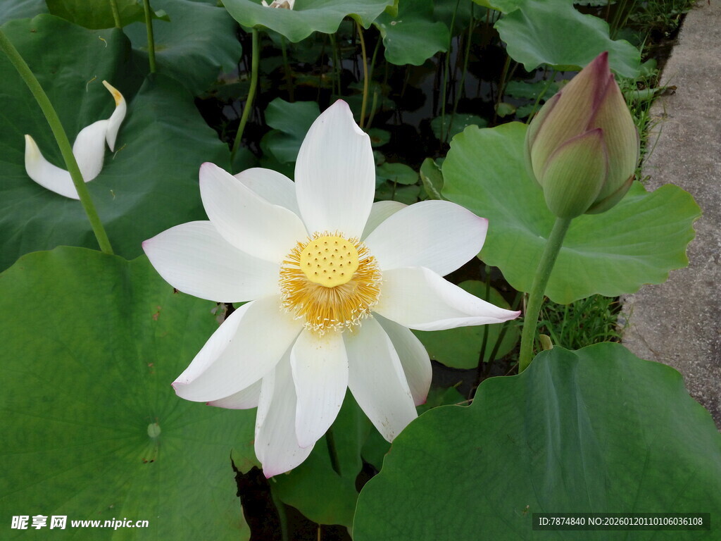 洁白荷花绽放绿叶间