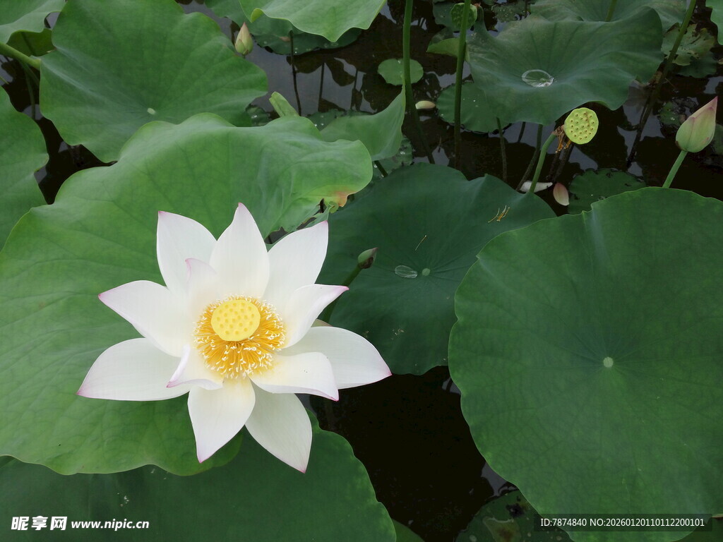 洁白荷花绽放于绿叶间