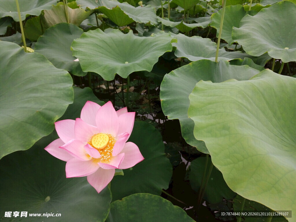 粉色荷花绽放于绿叶间