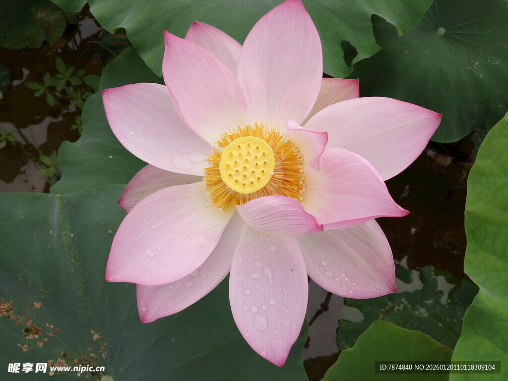 娇艳盛开的粉色荷花