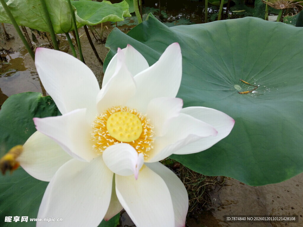 洁白绽放的美丽荷花