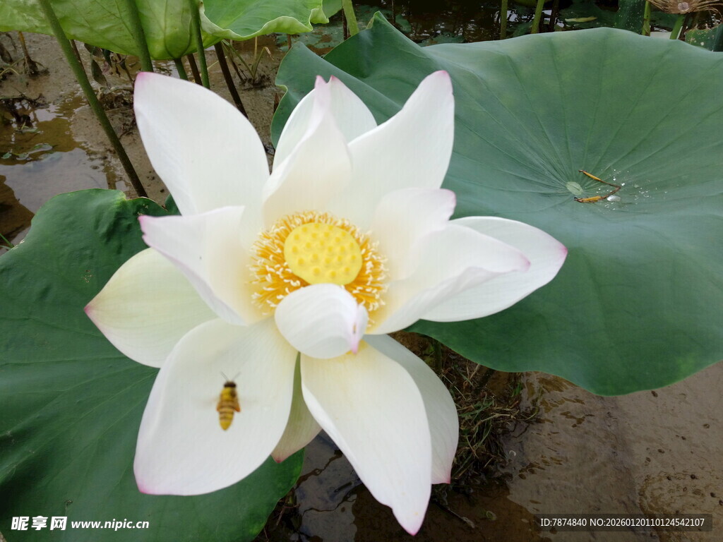 白荷绽放引飞虫