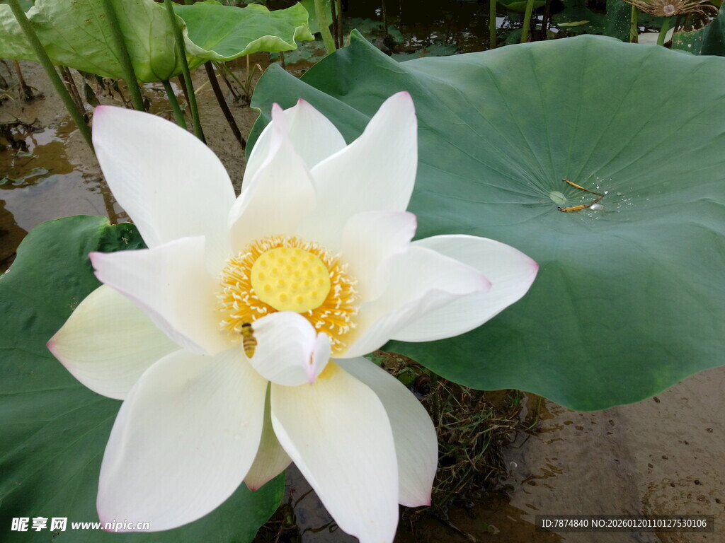 洁白绽放的美丽荷花