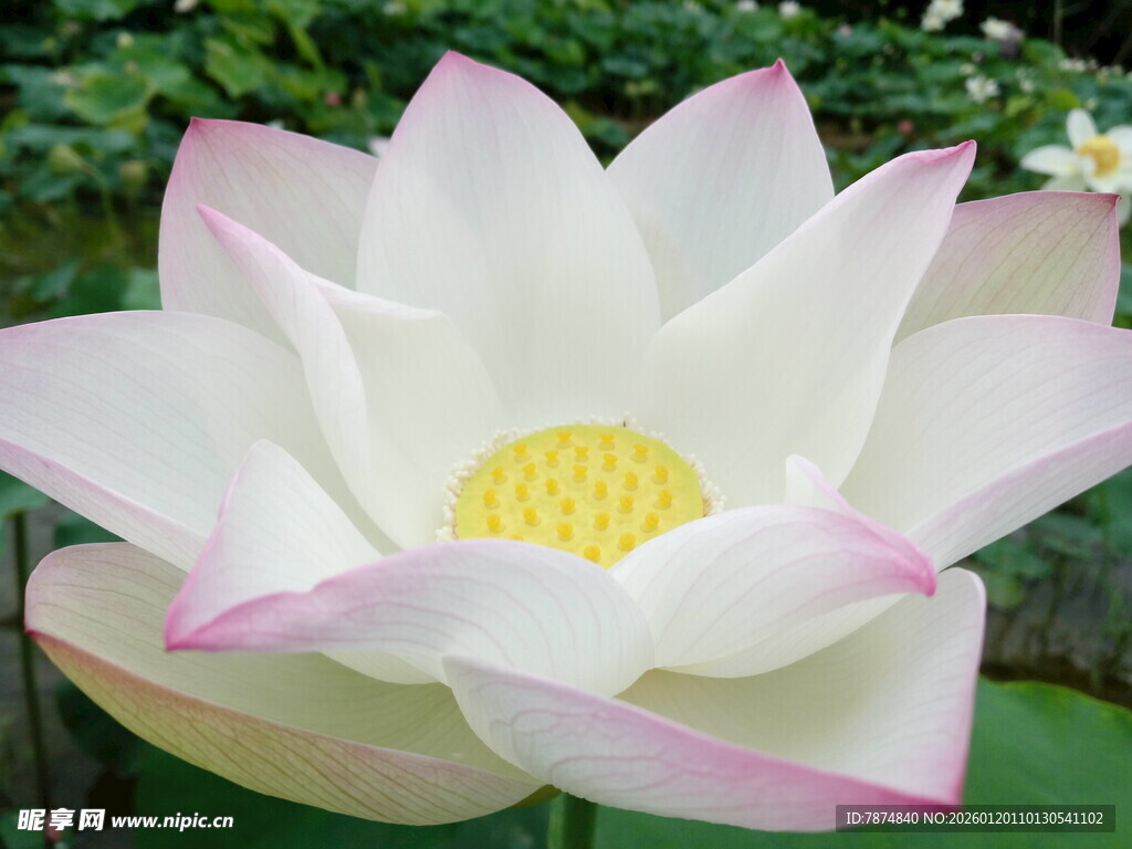 盛开的粉白莲花