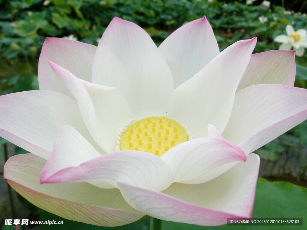 盛开的粉白莲花