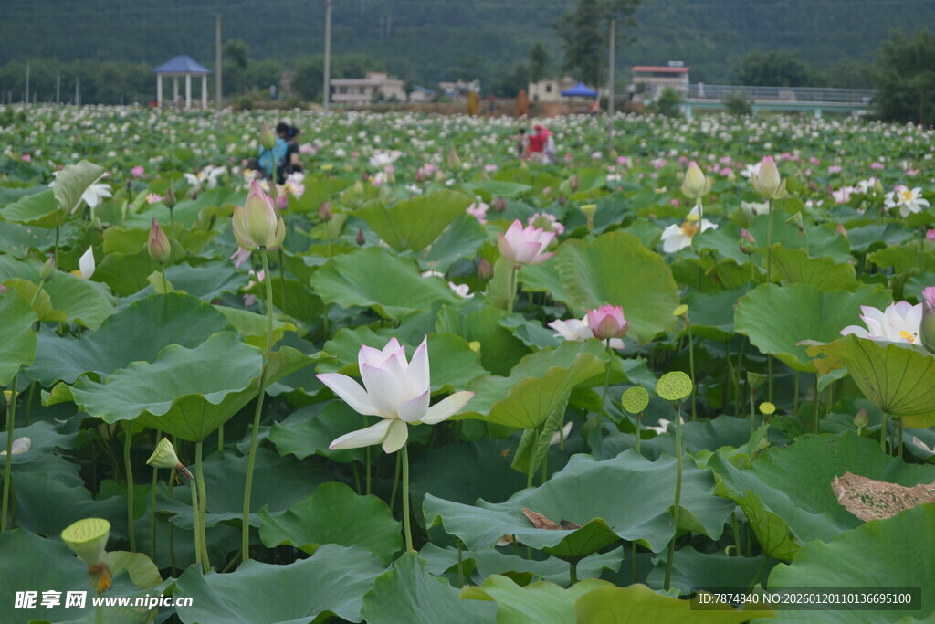 夏日荷塘荷花绽放美景