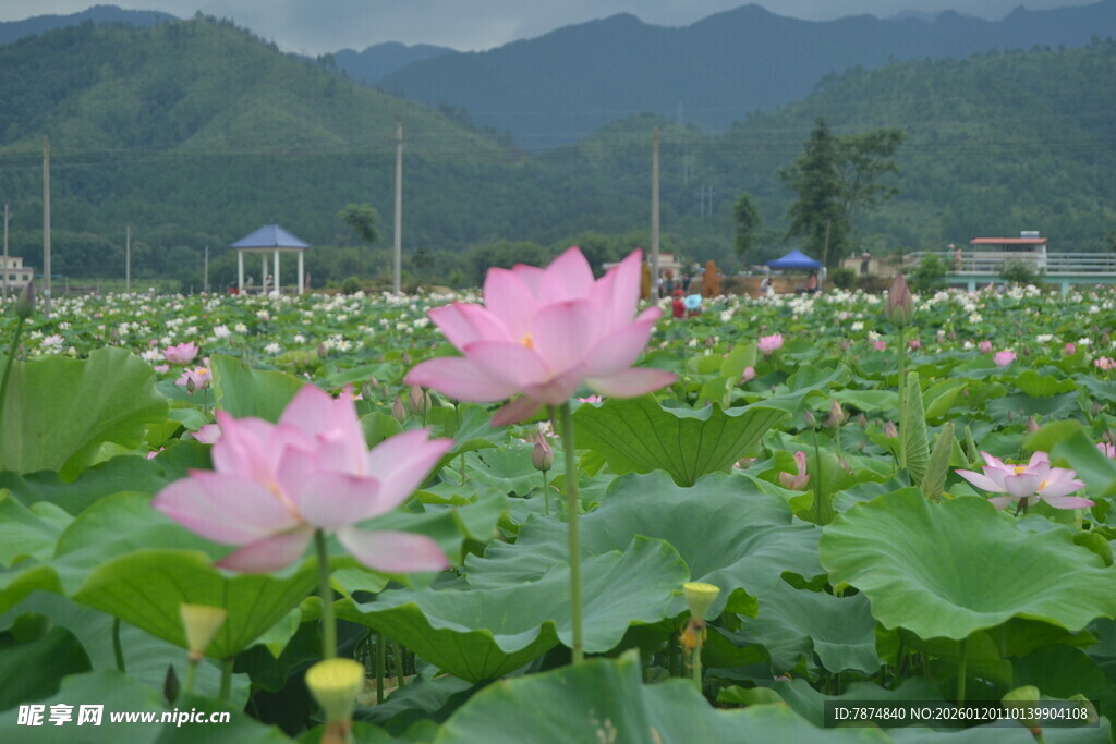 荷田美景 粉荷绽放