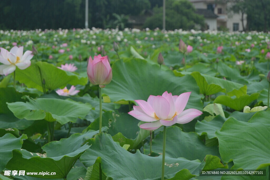 夏日荷塘中的粉嫩荷花