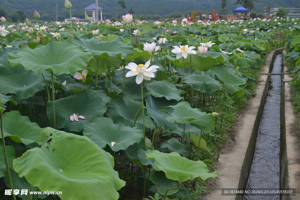 荷田美景 绽放的白色荷花
