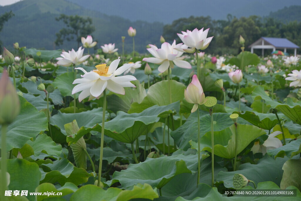 夏日荷塘中的洁白荷花