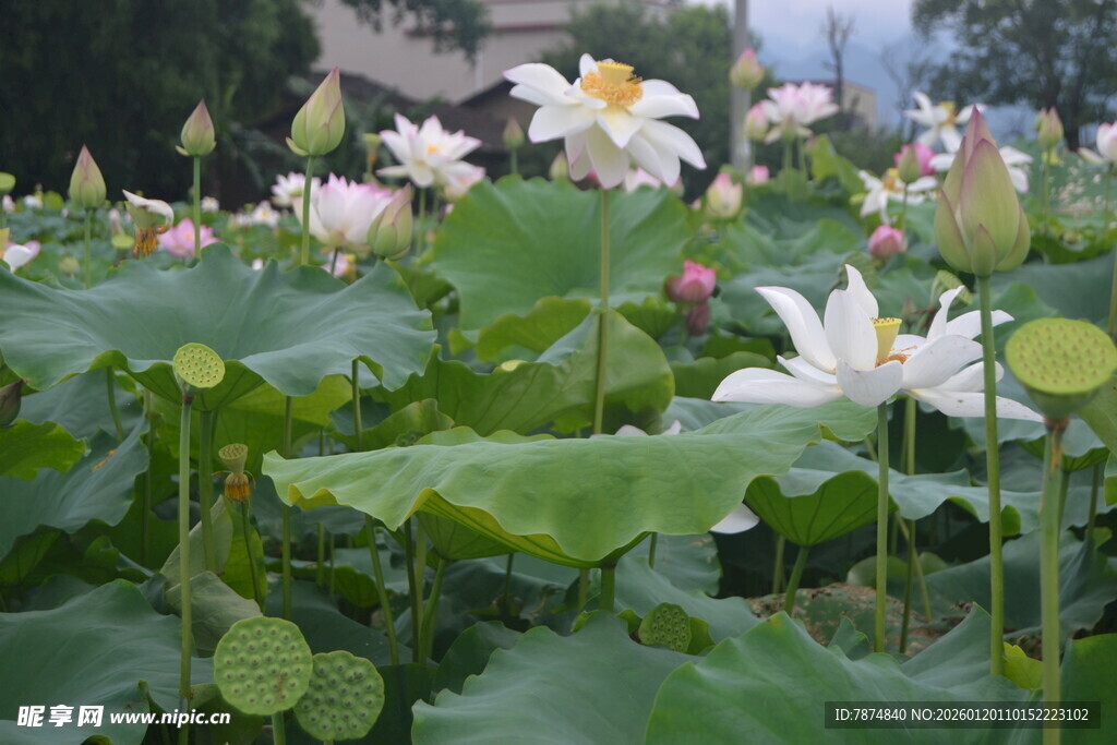 夏日荷塘盛开的美丽荷花