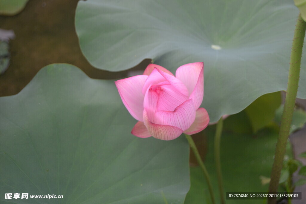 娇艳荷花绽放于绿叶间