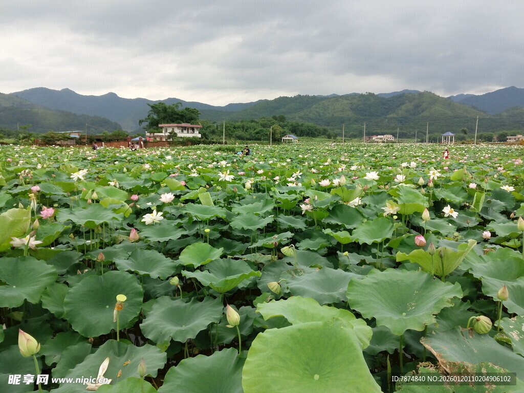 夏日荷塘 远山云雾之景