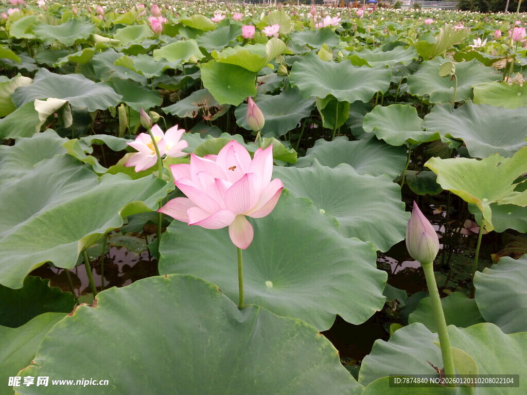 夏日荷塘中的娇艳荷花