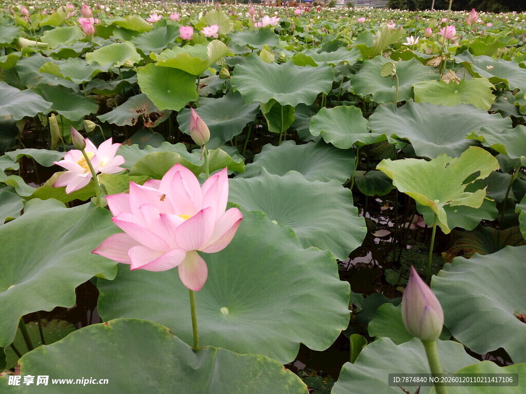 夏日荷塘中的娇艳荷花