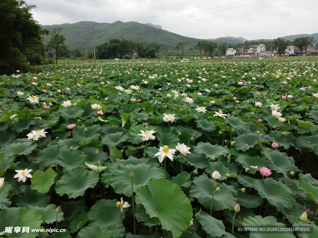 夏日荷塘荷花盛开美景
