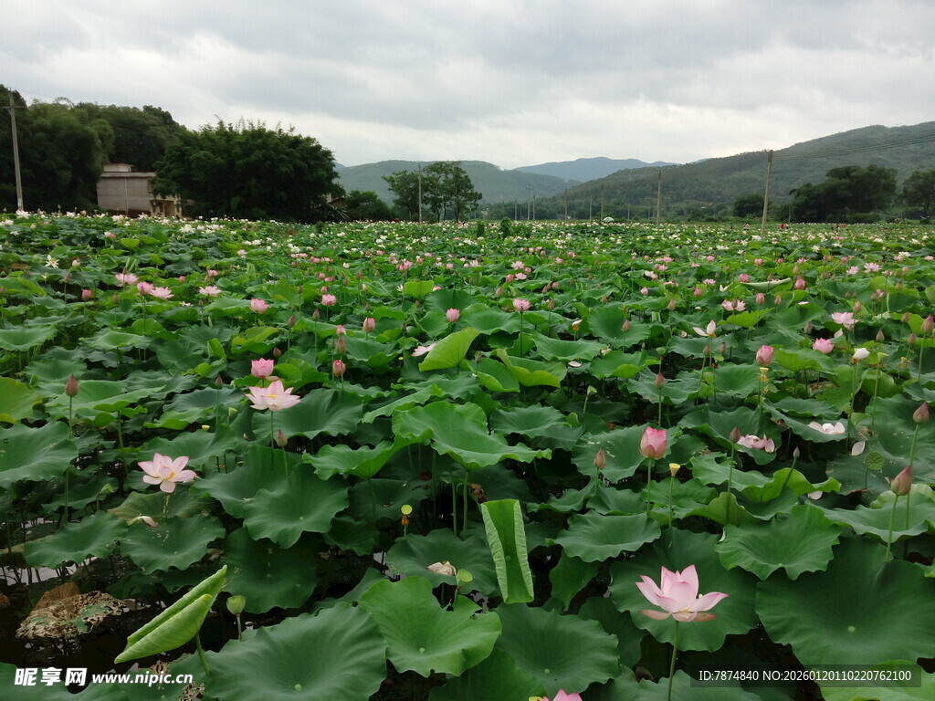 夏日荷塘 荷花荷叶展生机