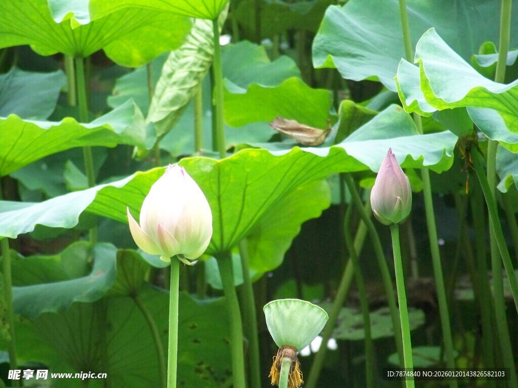 荷塘中的含苞荷花