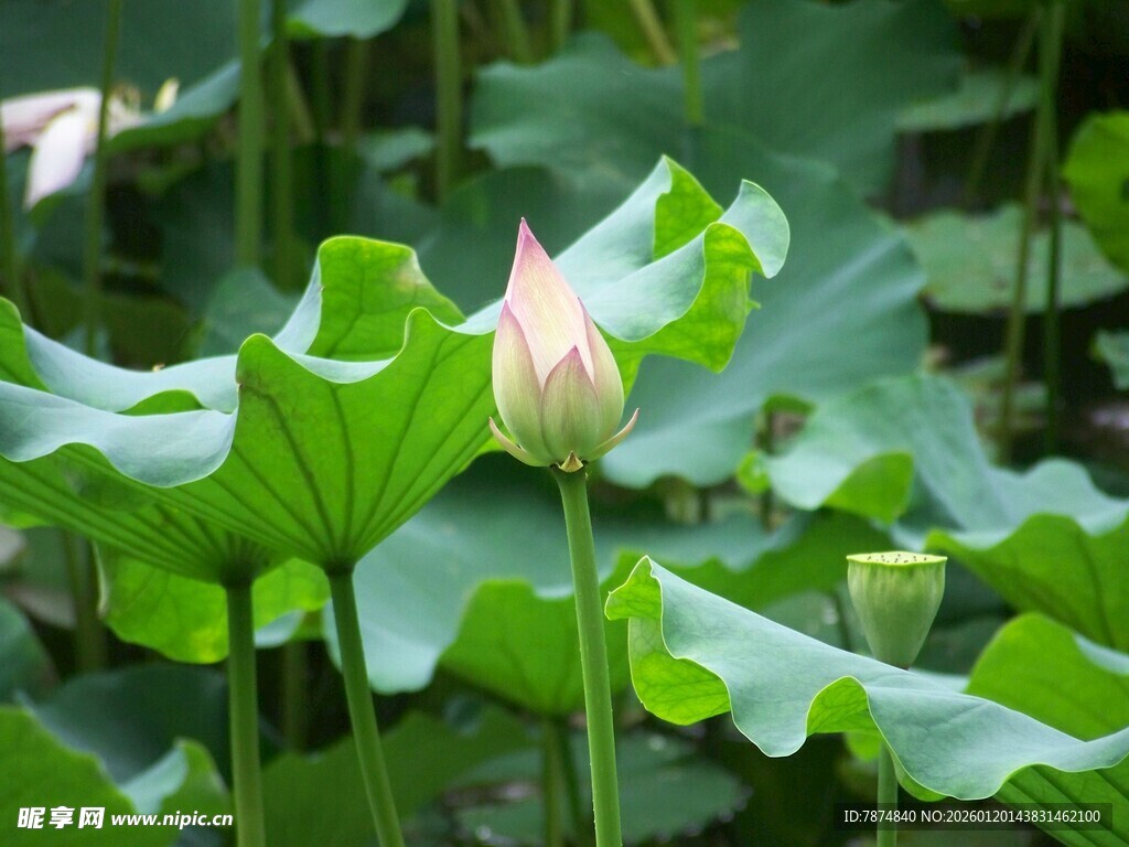 含苞待放的荷花