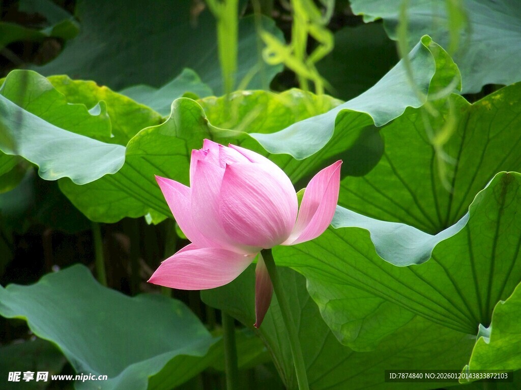 绽放的粉色荷花