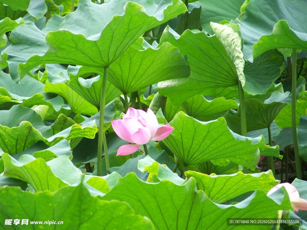 荷塘中的娇艳粉色荷花
