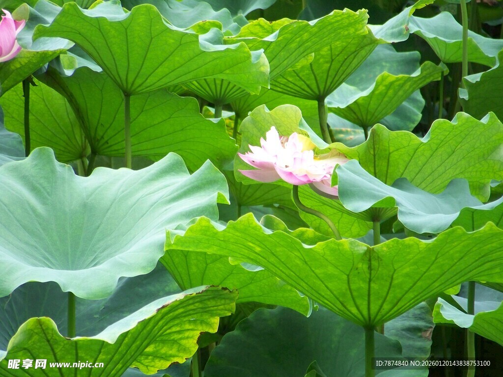 夏日荷塘绿意与荷花绽放