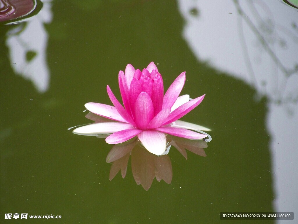水中绽放的娇艳粉色睡莲
