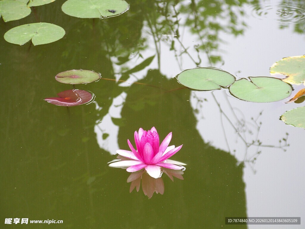 水中绽放的娇艳粉色荷花