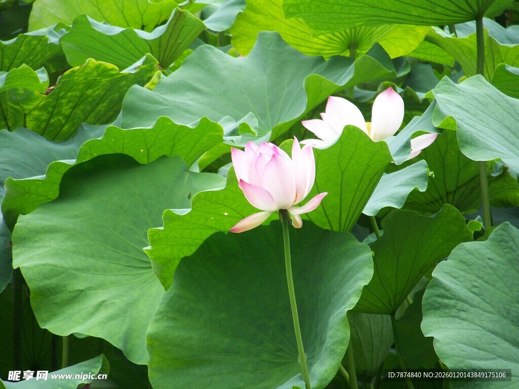 绽放的荷花与翠绿荷叶
