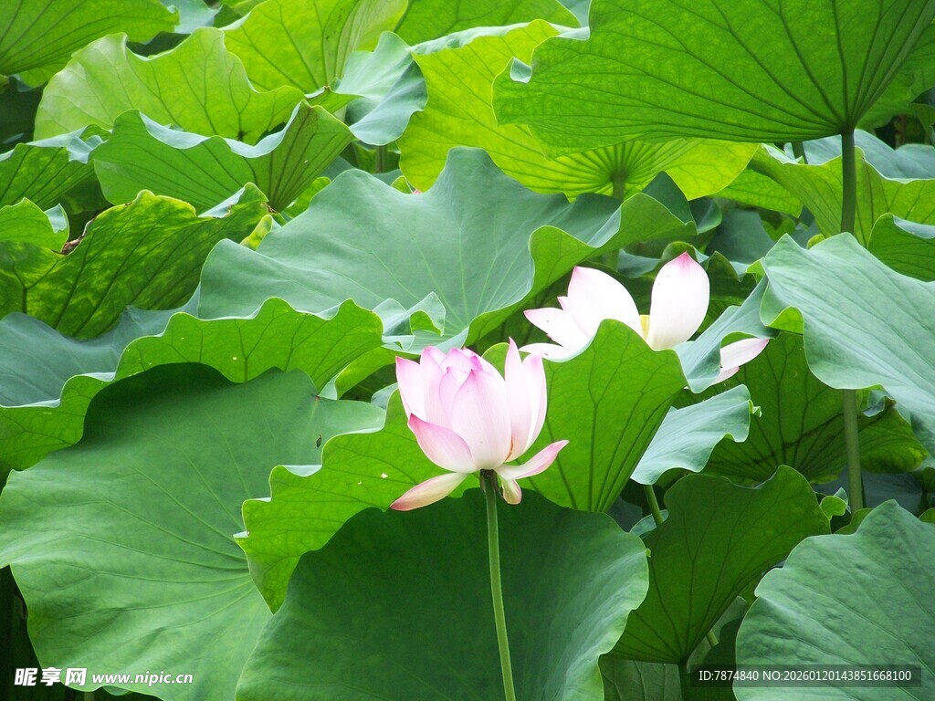 荷塘中绽放的粉嫩荷花