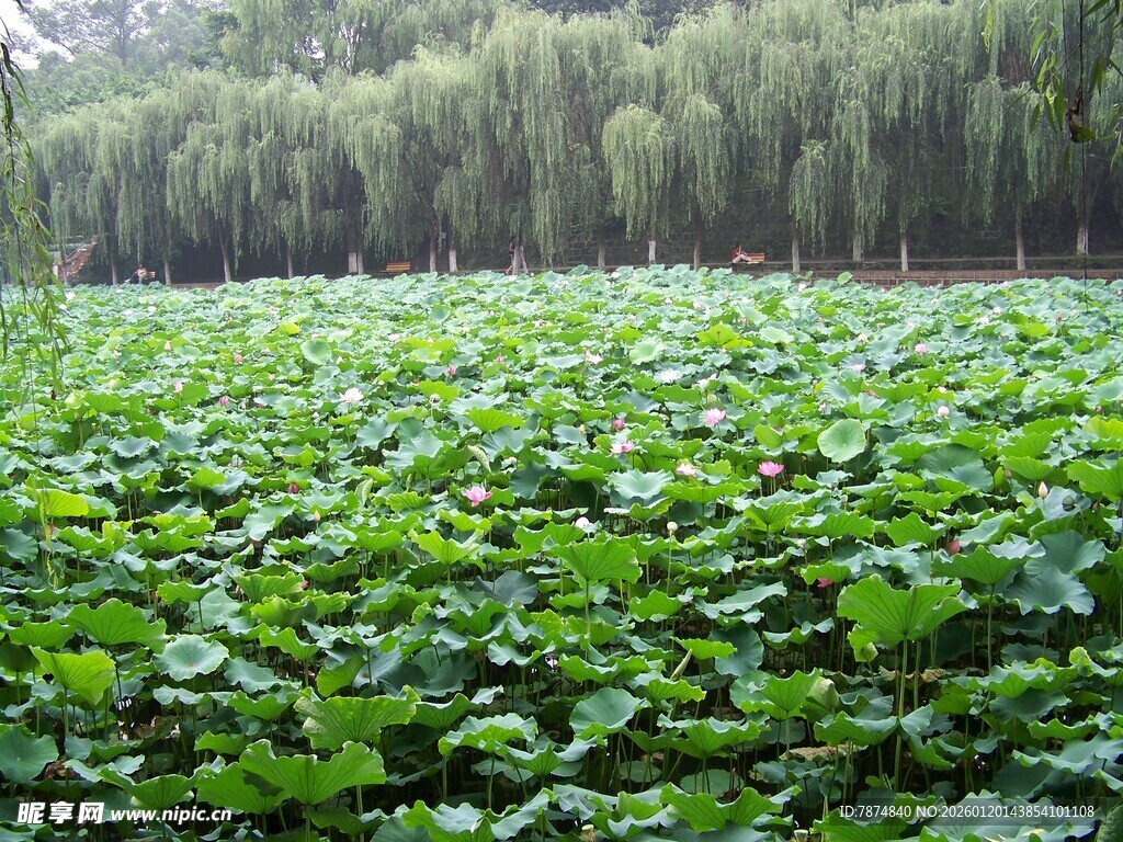 荷塘绿意浓