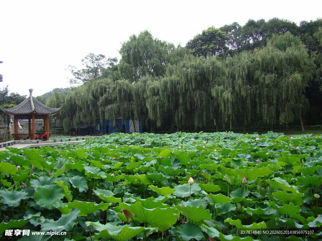 荷塘翠景 林间小屋