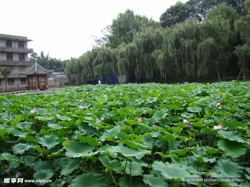 荷塘绿意 古韵建筑相伴