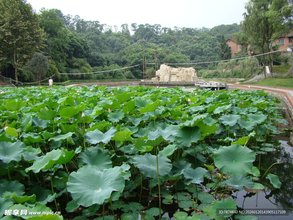 荷塘绿意浓 田园好风光