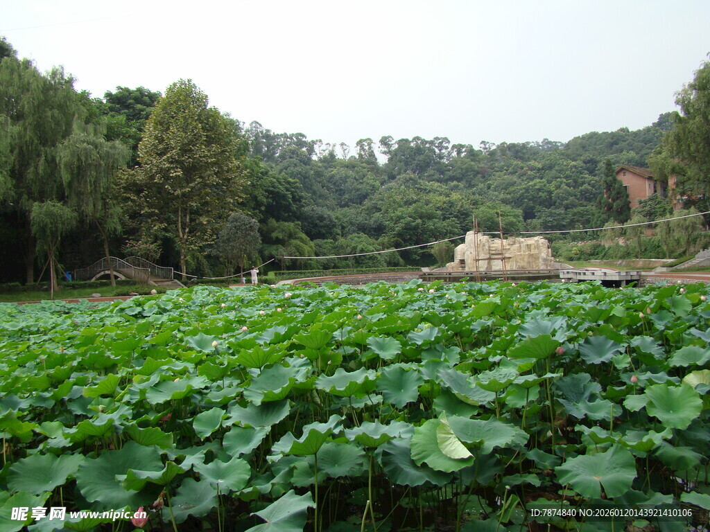荷塘绿意浓 田园风光美