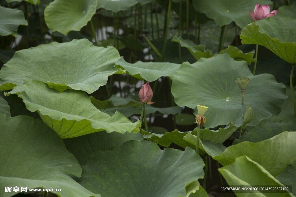 荷塘中绽放的粉色荷花